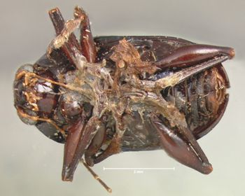 Media type: image; Entomology 9796   Aspect: habitus ventral view